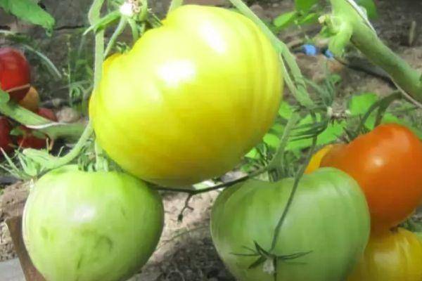 Томат гаврош: отзывы, фото и описание сорта помидоров черри