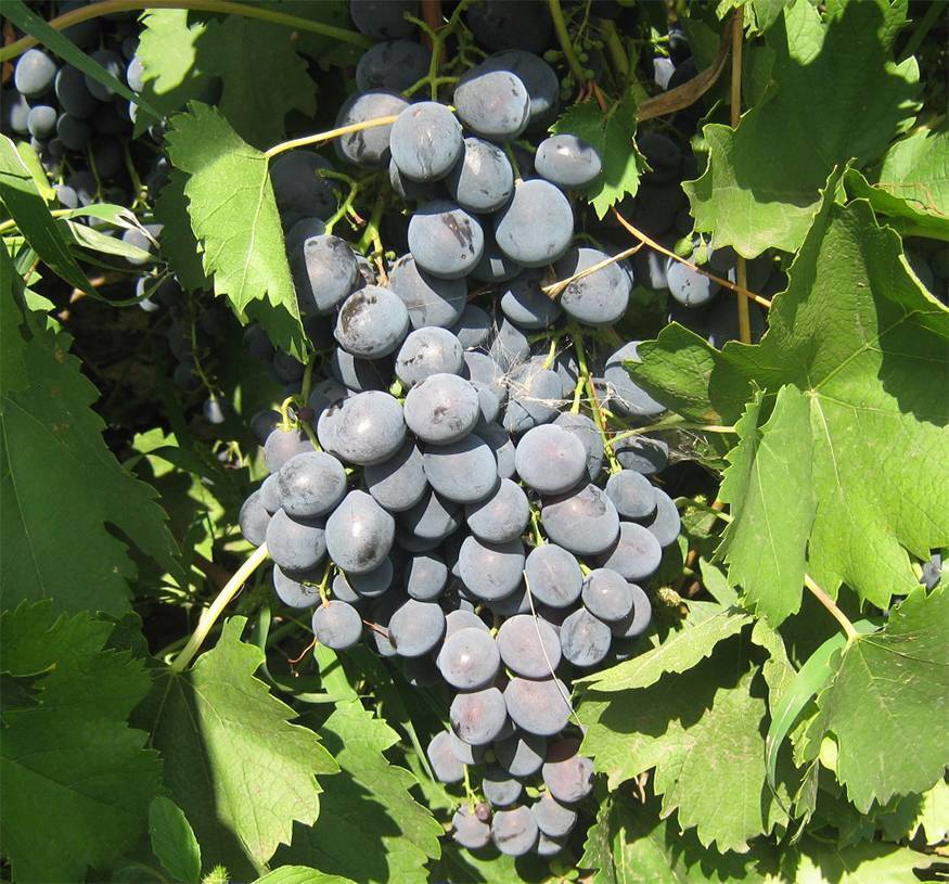 Викинг — характеристики г.ф. винограда