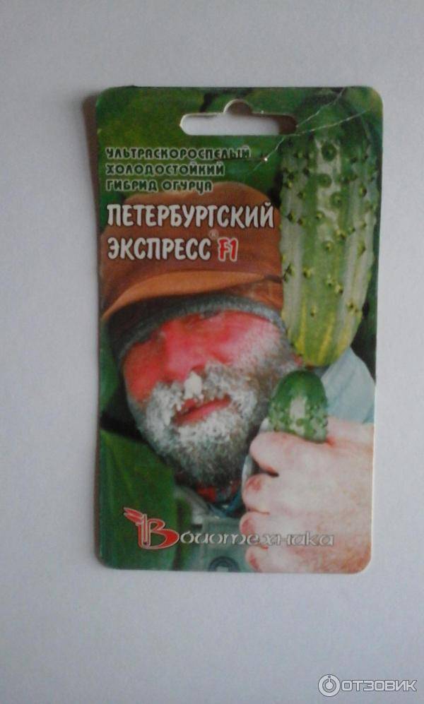 Огурцы петербургский экспресс f1: отзывы, описание сорта и фотографии, выращивание и уход, опыление
