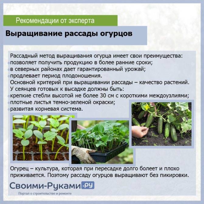 Выращивание огурцов в ленинградской области: инструкция, сорта огурцов