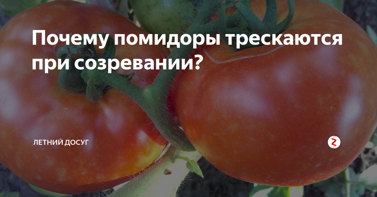 Почему трескаются помидоры на кусту при созревании: что делать?