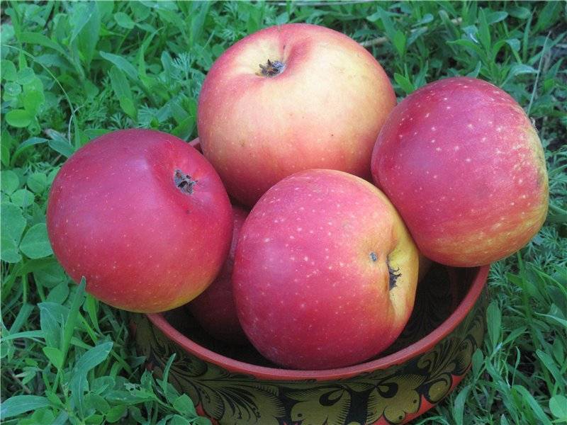 Сорт яблони алеся: характеристика и особенности выращивания