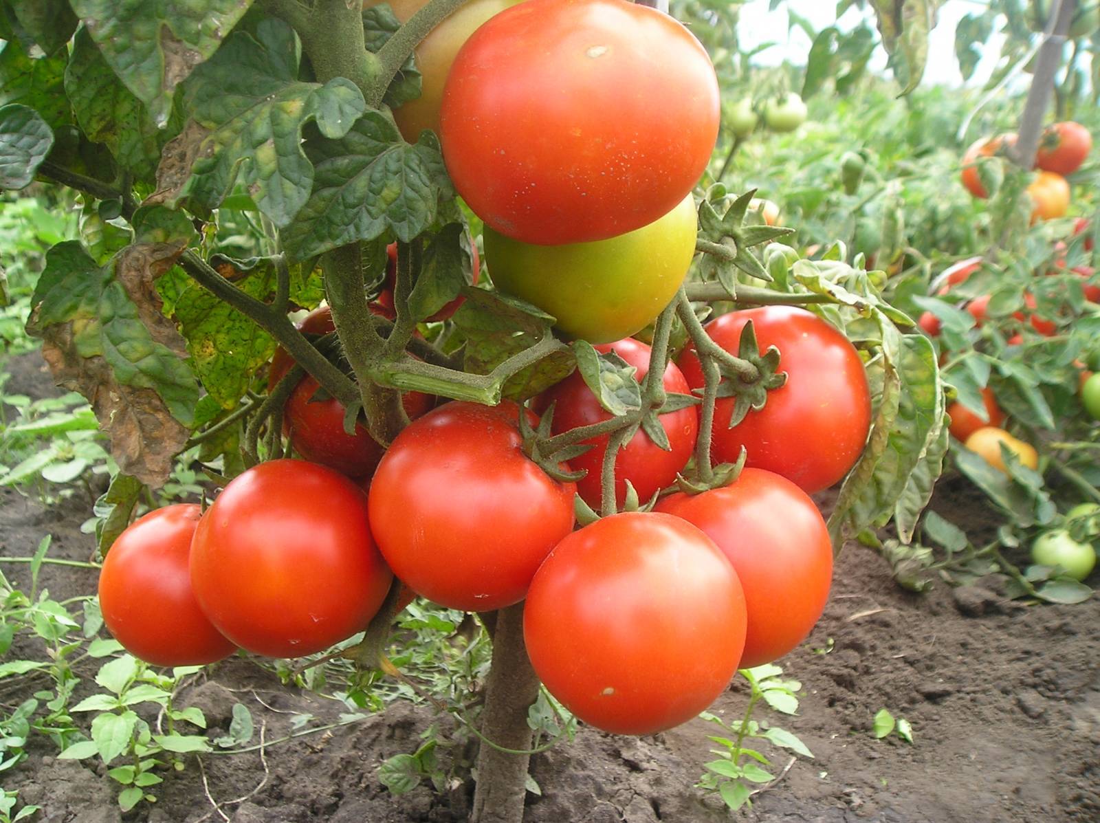 Лучшие сорта томатов для теплицы из поликарбоната