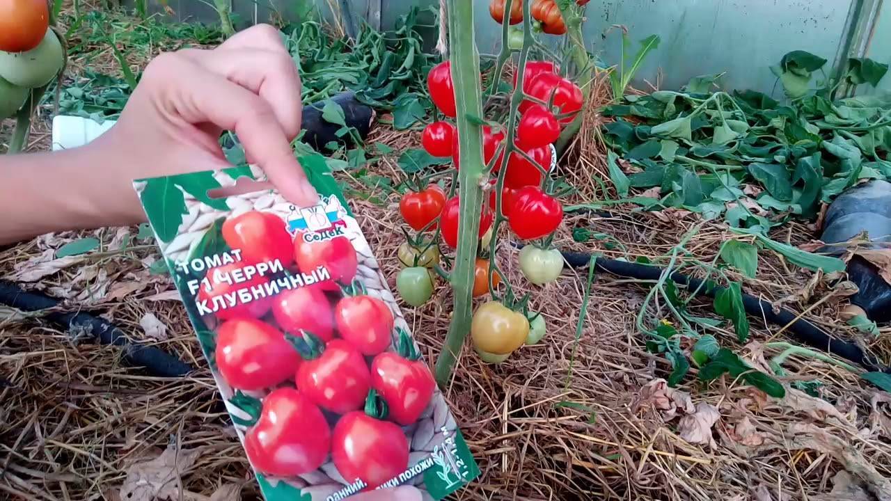 Выбор начинающего фермера — томат клубничный десерт: описание сорта и характеристики