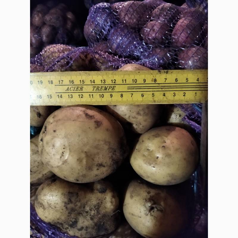 Ранние сорта картофеля – фото и описание, отзывы