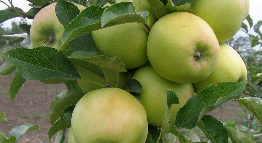 Описание и характеристики сорта райских яблок, посадка, выращивание и уход