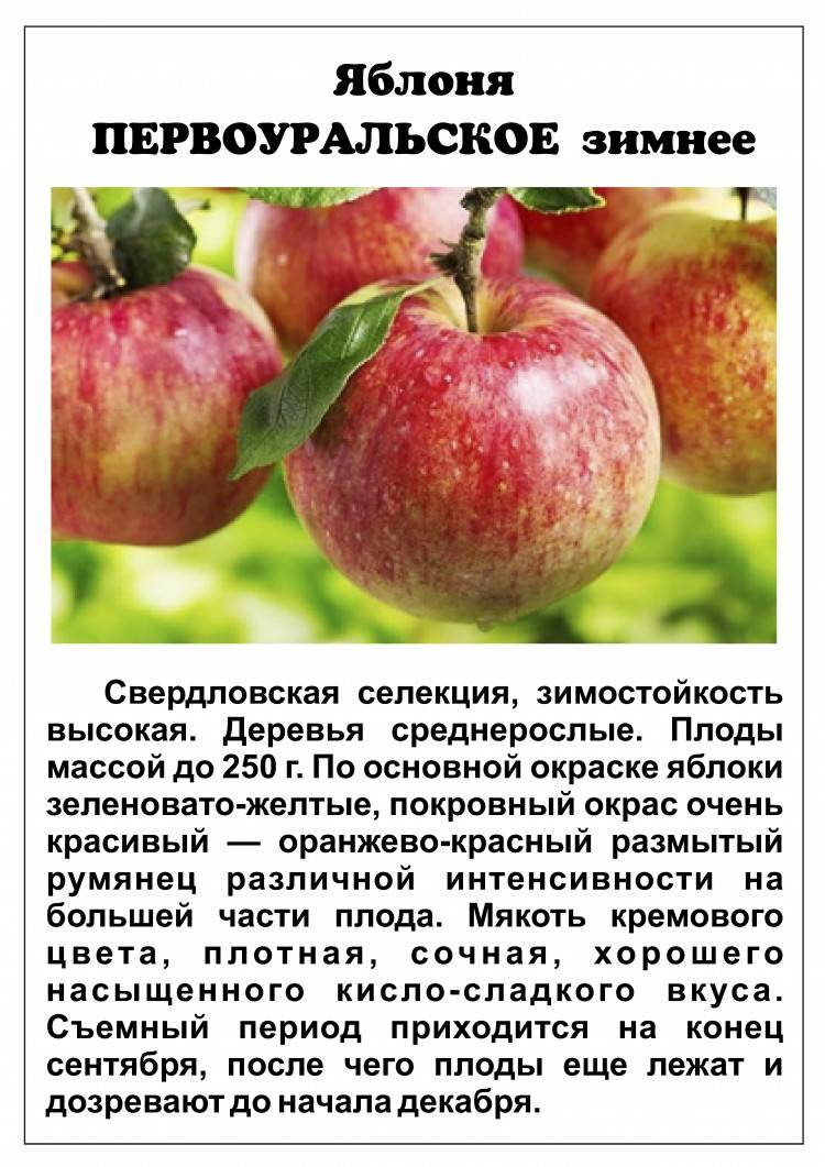 Яблоня вишневое описание сорта фото отзывы