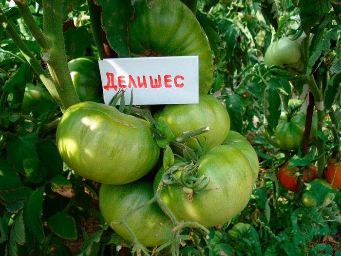 Яблони «ред делишес»: описание сорта и секреты выращивания