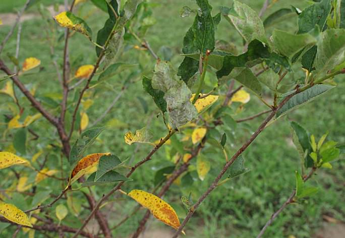 Важная информация от агрономов — почему желтеют листья на яблоне