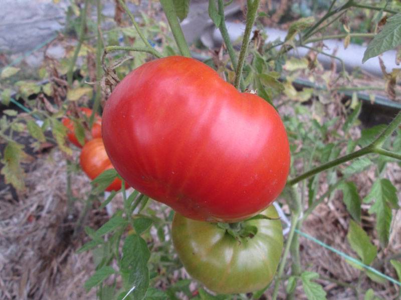 Сорт томата «бычий лоб»: неприхотливый богатырь