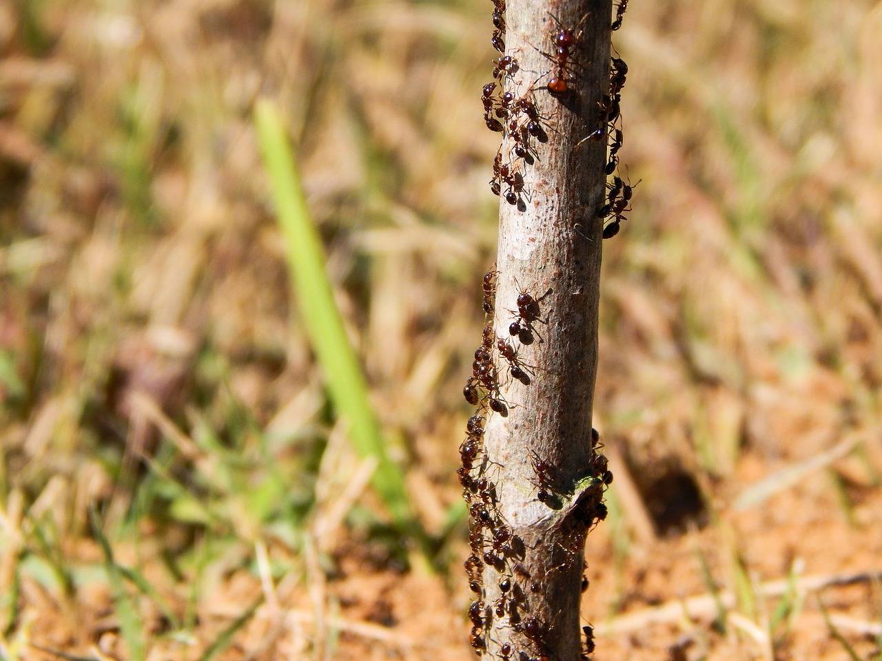 Как избавиться от муравьев на яблоне: лучшие методы борьбы