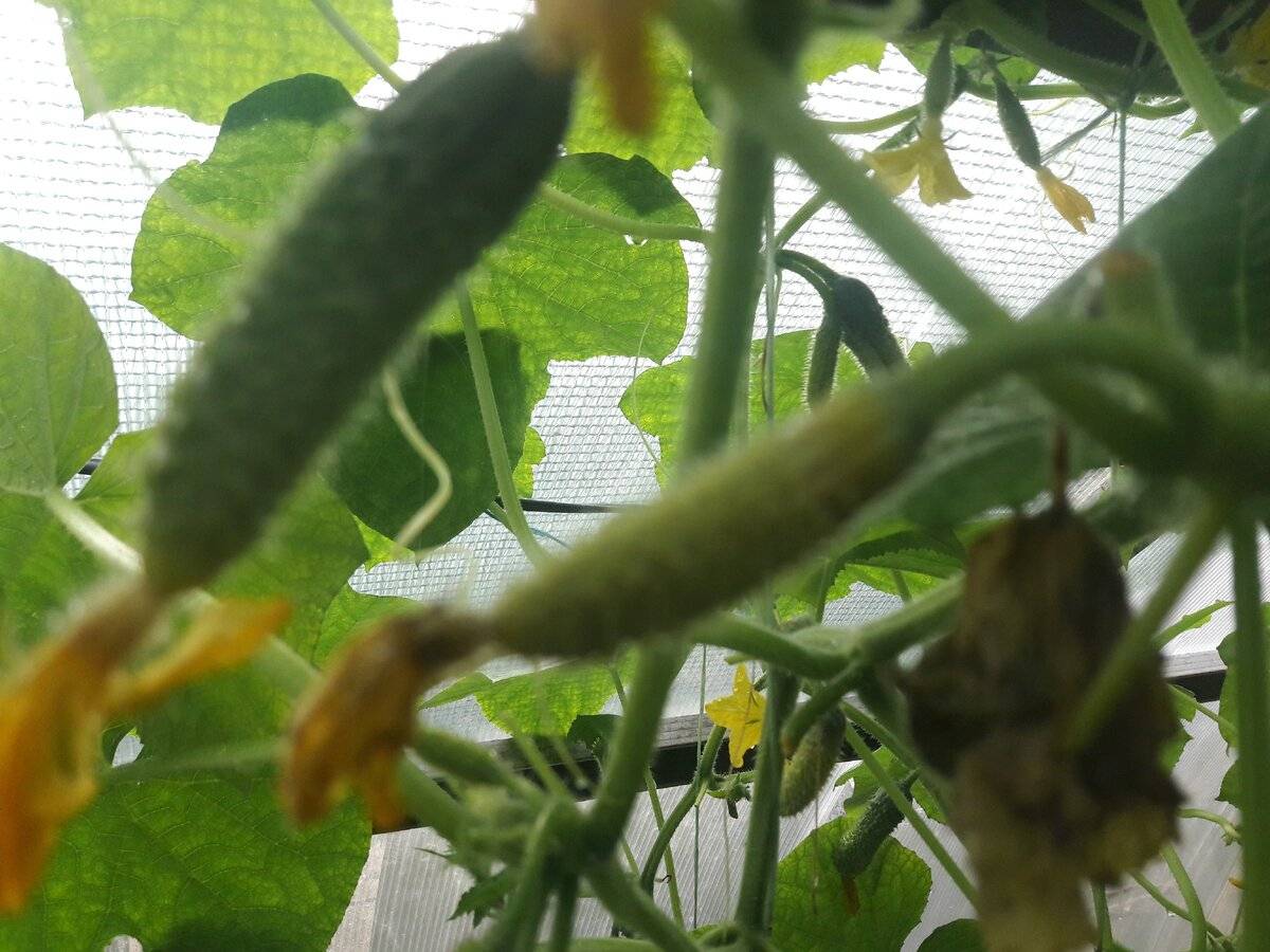 Почему у тыквы завязи желтеют и опадают, почему не растет и гниет тыква