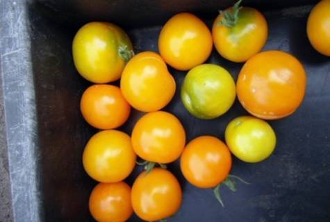 Линейка томатов клуша обычная, золотая и супер для открытого грунта: описание, отзывы