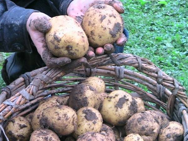 Картофель зекура: история селекции и характеристика сорта, выращивание и уход