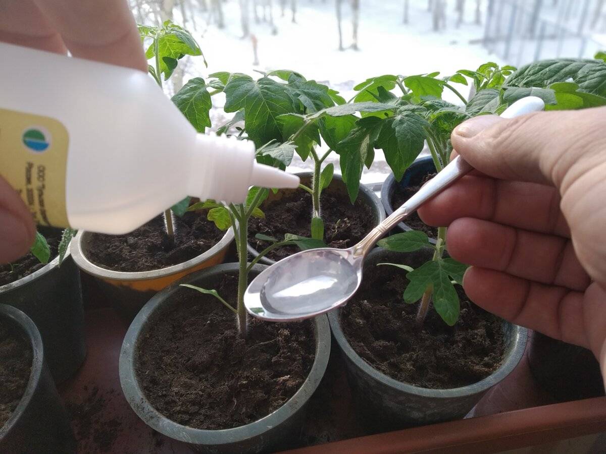 Чем подкормить рассаду перца и помидор в домашних условиях для роста?