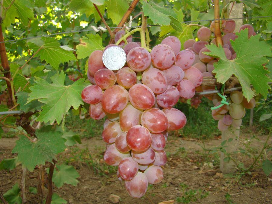 Виноград гелиос: описание сорта с фото и видео, таблица характеристик