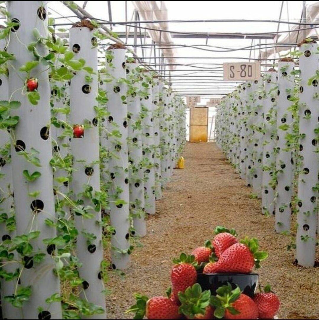 Клубника в мешках технология. выращивание клубники в полиэтиленовых мешках и его преимущества