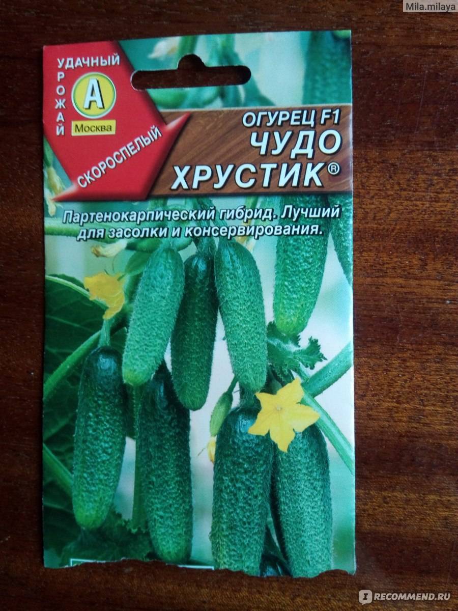 Семена огурец f1 петербургский экспресс : описание сорта, фото