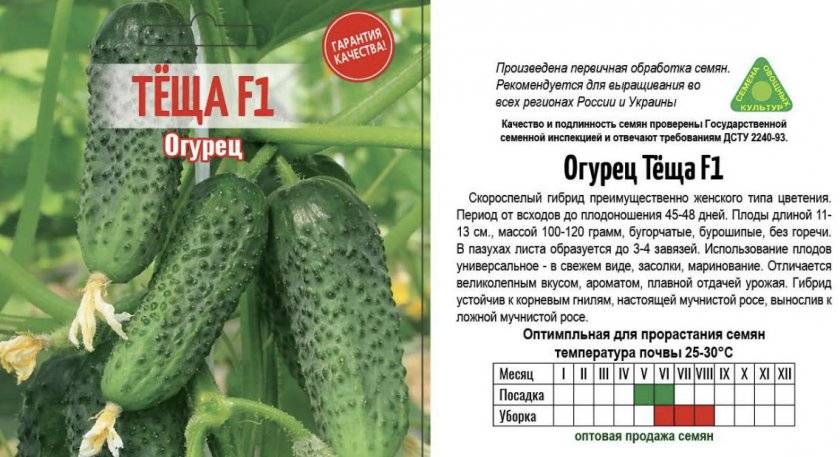 Огурцы наташа f1: отзывы и описание сорта, выращивание и уход, болезни и вредители