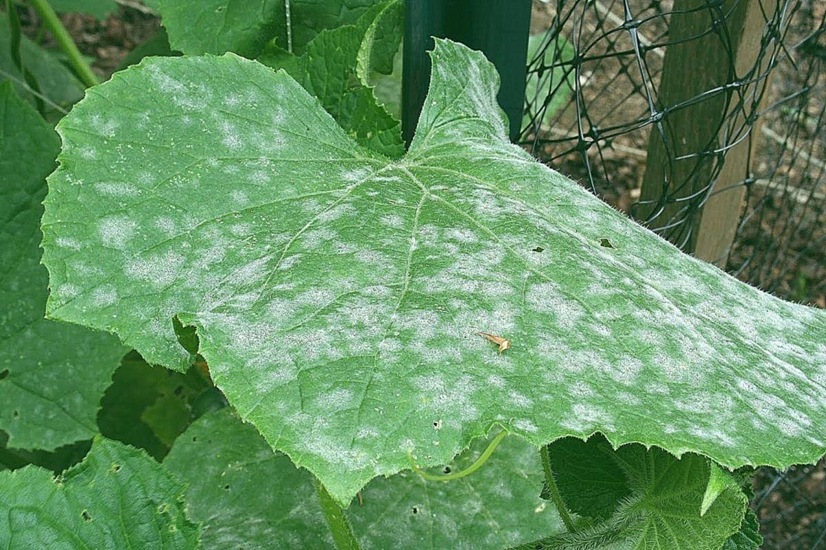 Белые пятна на листьях огурцов: причины появления, как бороться и чем лечить