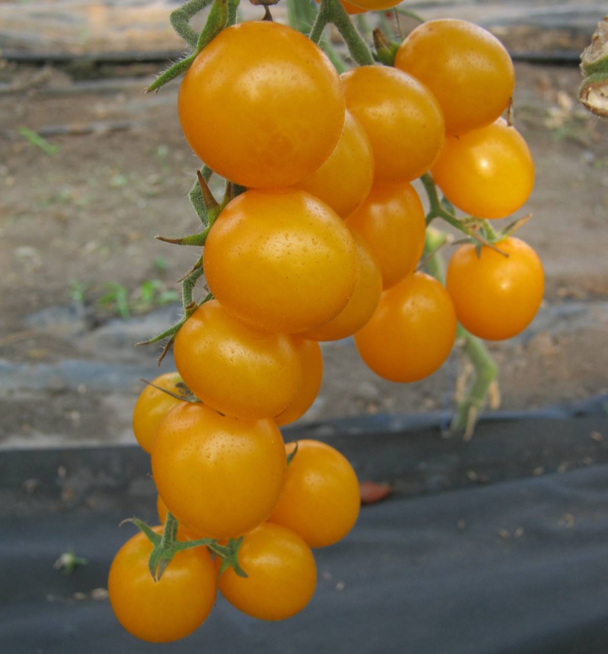 ᐉ томат "золотая капля": особенности сорта помидоров, описание и урожайность, борьба с вредителями, способ употребления - orensad198.ru
