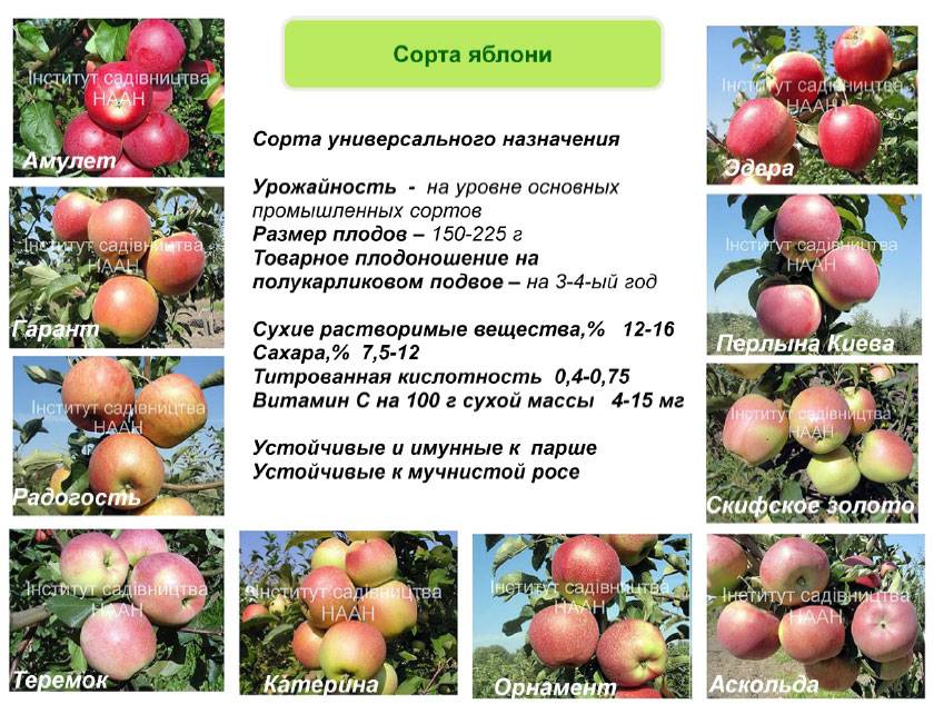 Посадка и уход за колоновидными яблонями – особенности и советы