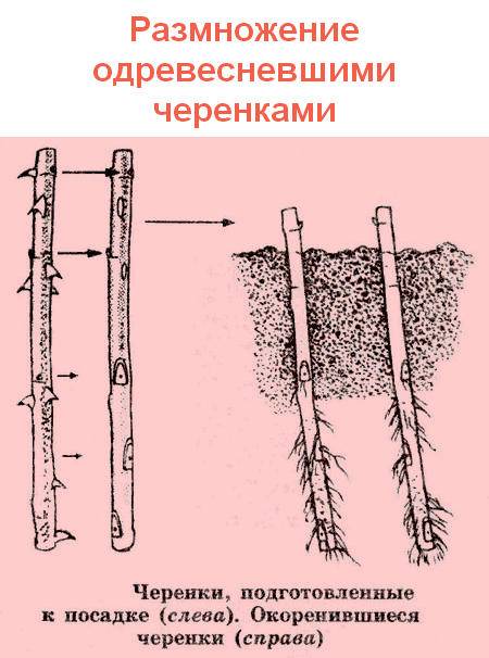 Размножение укоренением черенков. Размножение одревесневшими (зимними) черенками. Размножение растений одревесневшими черенками. Схема размножения одревесневшими черенками. Размножение роз одревесневшими черенками.