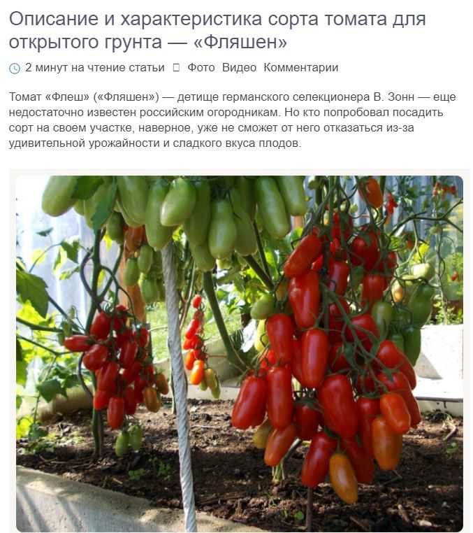 Помидорное дерево ставшее отличным подспорьем многим фермерам — томат спрут f1: описание сорта