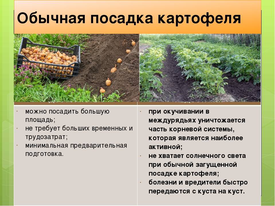 Правила посадки и выращивания картофеля по методу Кизимы