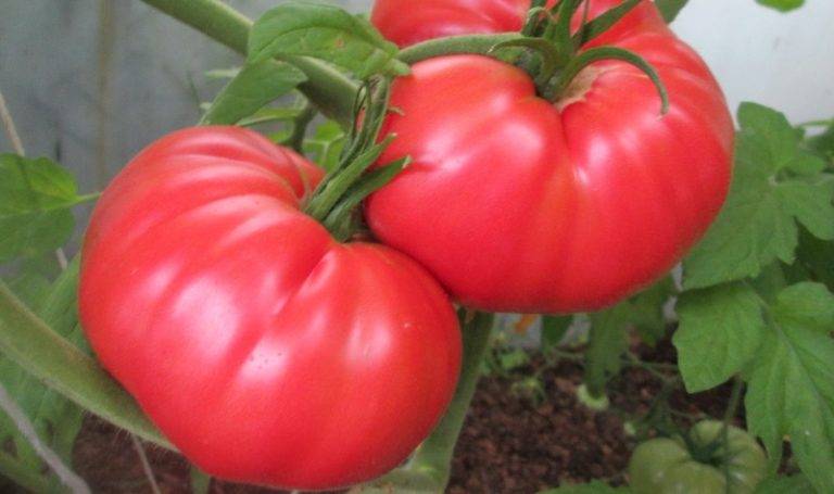 Выбираем сорта томатов для краснодарского края в открытый грунт