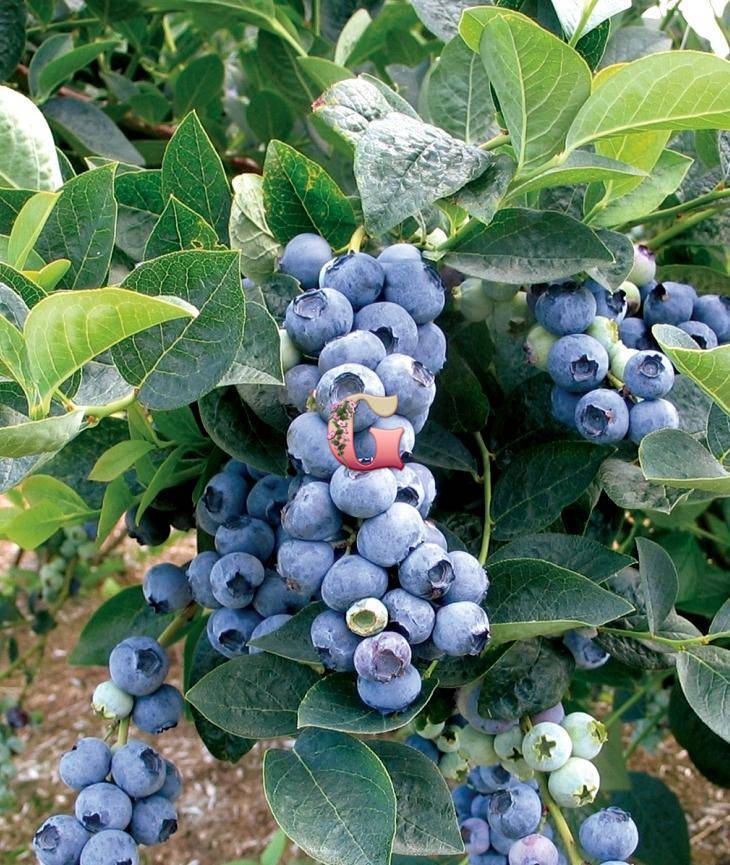 Голубика блюкроп: отзывы, фото, описание сорта ягод, урожайность, выращивание, посадка и уход