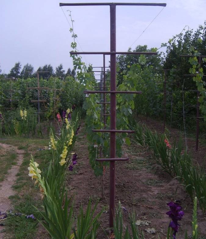 Шпалера для винограда: правила сооружения и установки