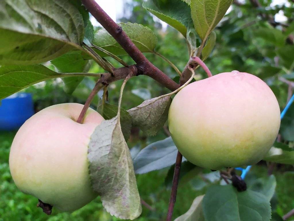 Зимние сорта яблонь для среднего поволжья фото с названиями и описанием
