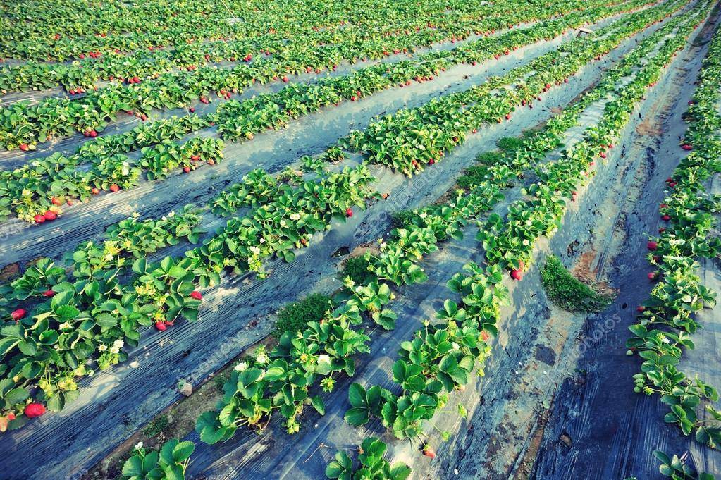 Высокие грядки для клубники: финская технология выращивания, посадка, агротехника