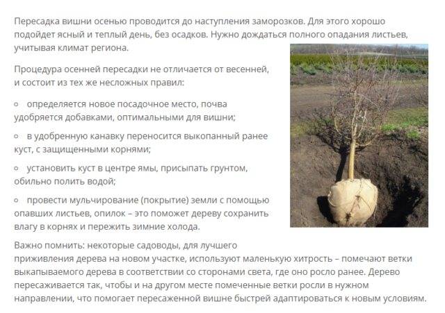 Посадка черешни: как правильно посадить дерево или когда лучше (весной или осенью)