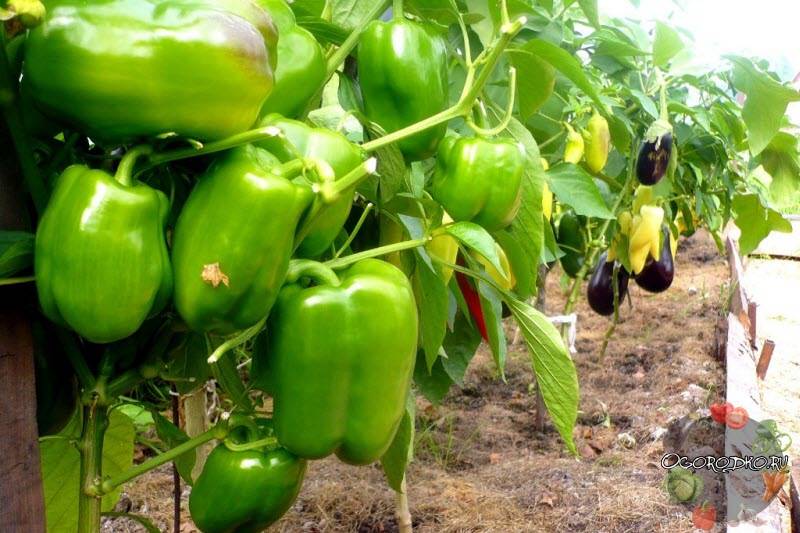Когда сажать перцы и помидоры в теплицу: можно ли в одном парнике, томаты посадить и с баклажанами выращивать