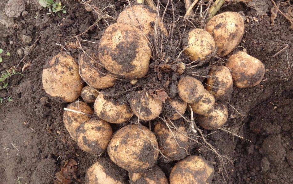 ᐉ сорт картофеля «метеор» – описание и фото - roza-zanoza.ru