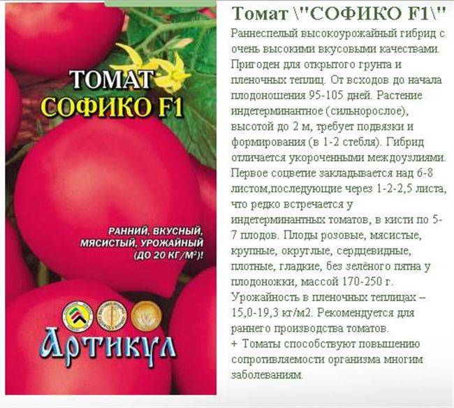 Томат "мажор" f1: описание, его характеристика, фото, а также особенности выращивания помидоры "мажор"
