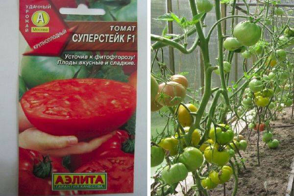 Сорта томатов и как их выбрать для посадки на огороде