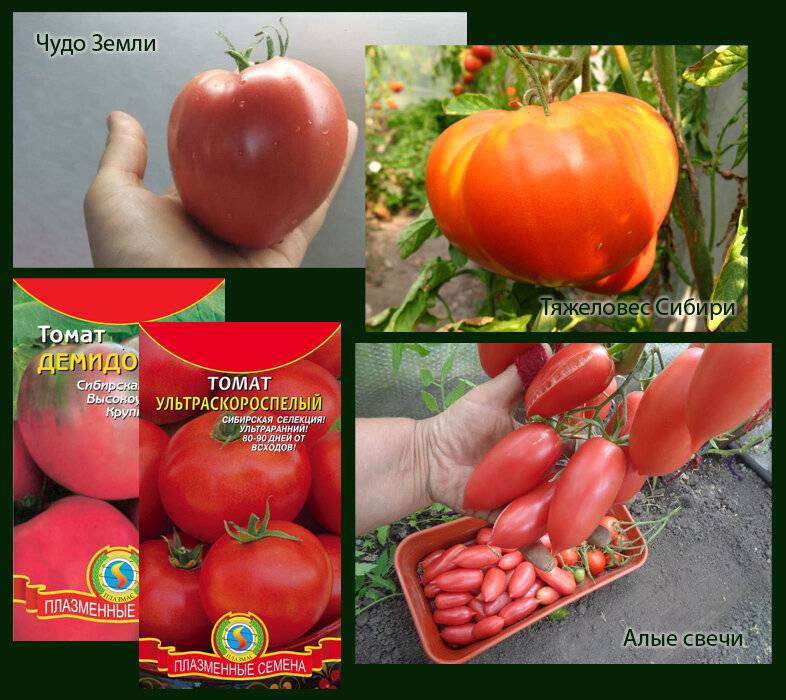 Описание лучших ультраскороспелых сортов томатов для открытого грунта и теплицы