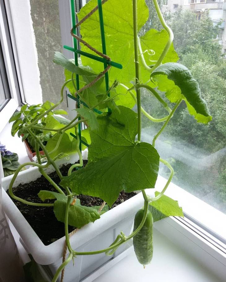 Как вырастить огурцы на окне и на балконе