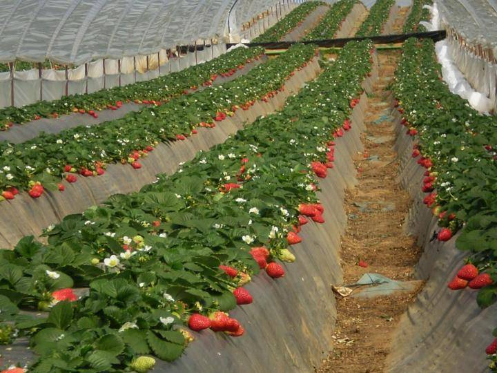 5 простых правил выращивания клубники: небывалый урожай ягод даже в сибири