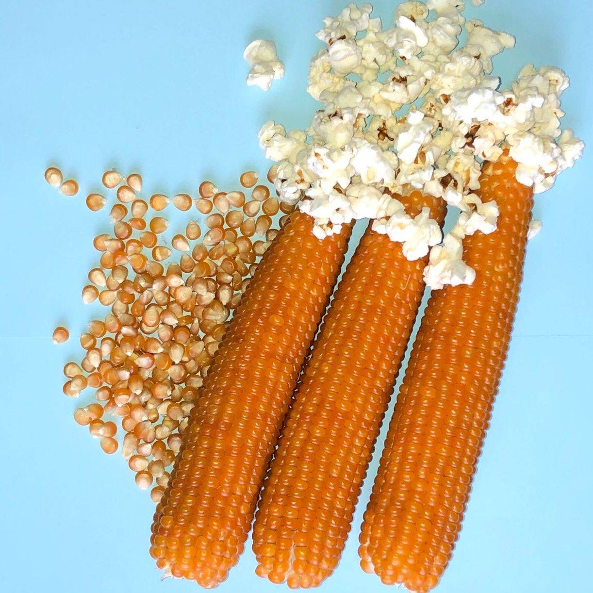 Как сделать попкорн из кукурузы: из какого сорта, инструкция