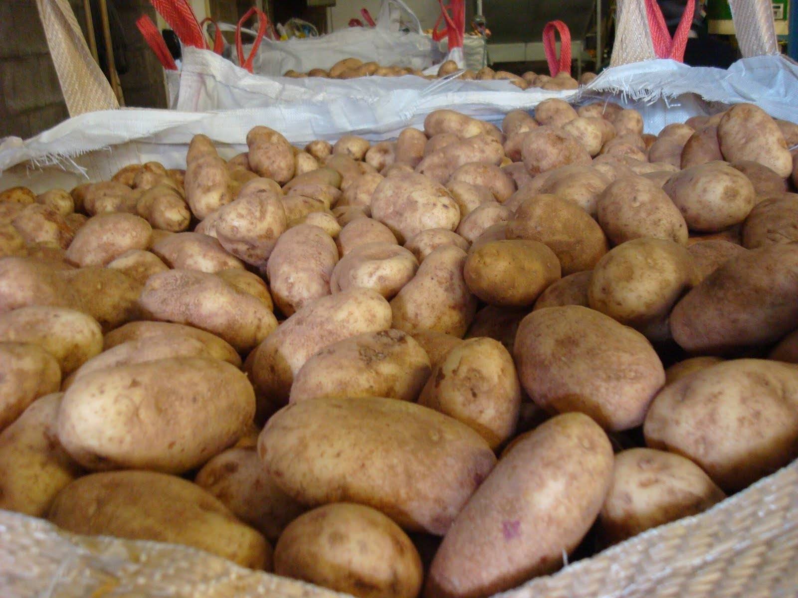 Идеальный сорт картофеля для закупки на зиму: «джелли»