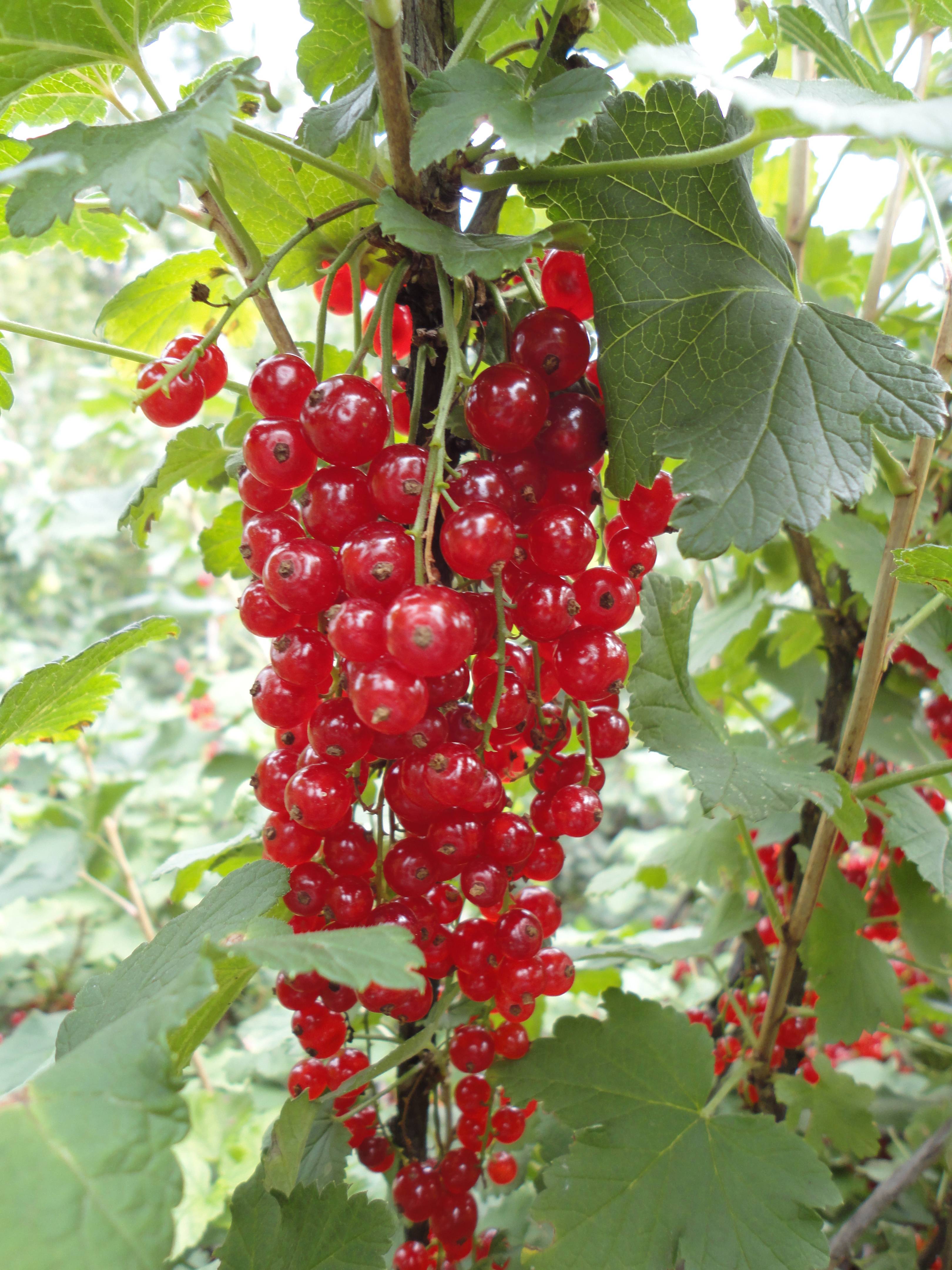 Поздний крупноплодный сорт красной смородины мармеладница: описание, агротехника, уход, фото