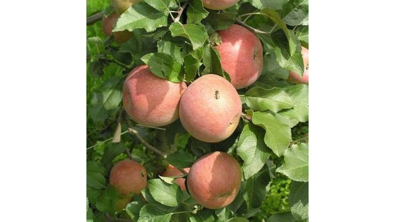 Описание сорта яблони фуджи: фото яблок, важные характеристики, урожайность с дерева