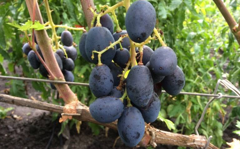 ✅ виноград ромбик: описание и характеристика сорта, особенности посадки и ухода за виноградом, фото - tehnoyug.com