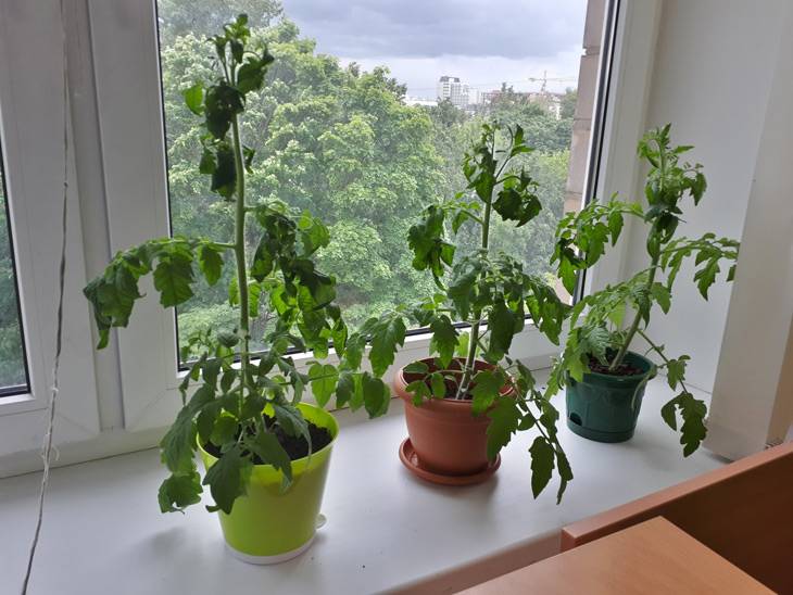 Многолетние помидоры на подоконнике и в огороде: как выращивать и ухаживать