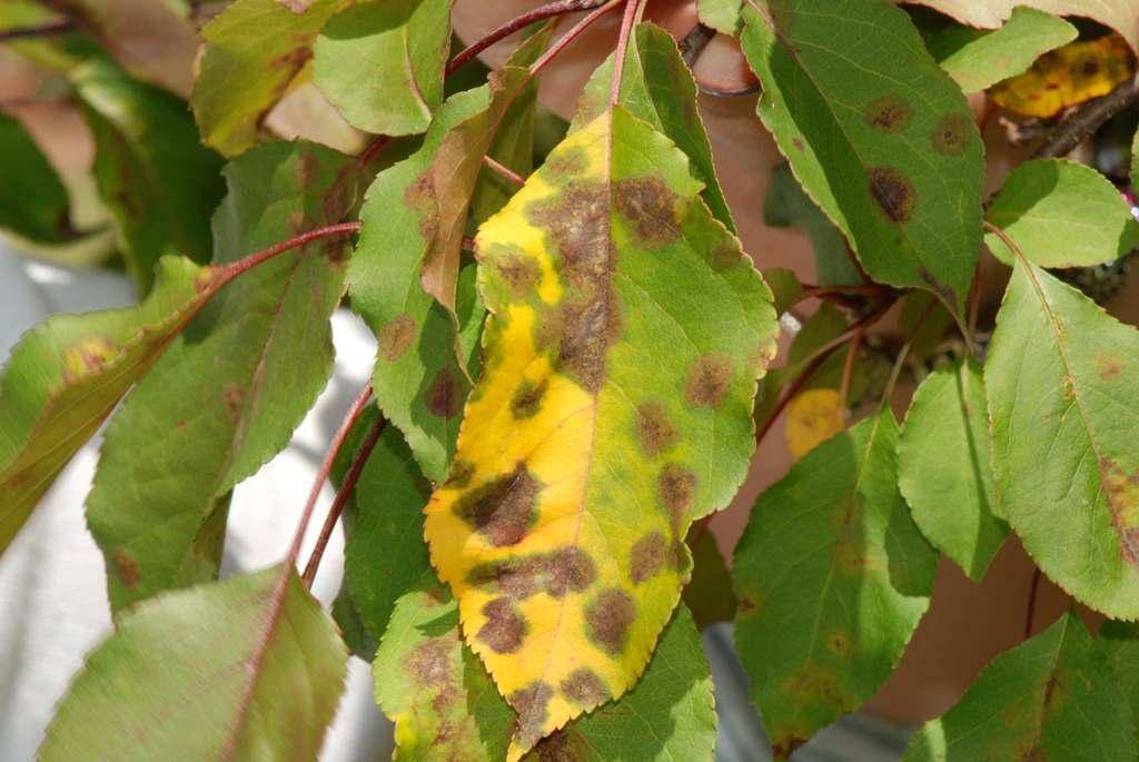Пятна на листьях яблони: причины, чем лечить заболевания