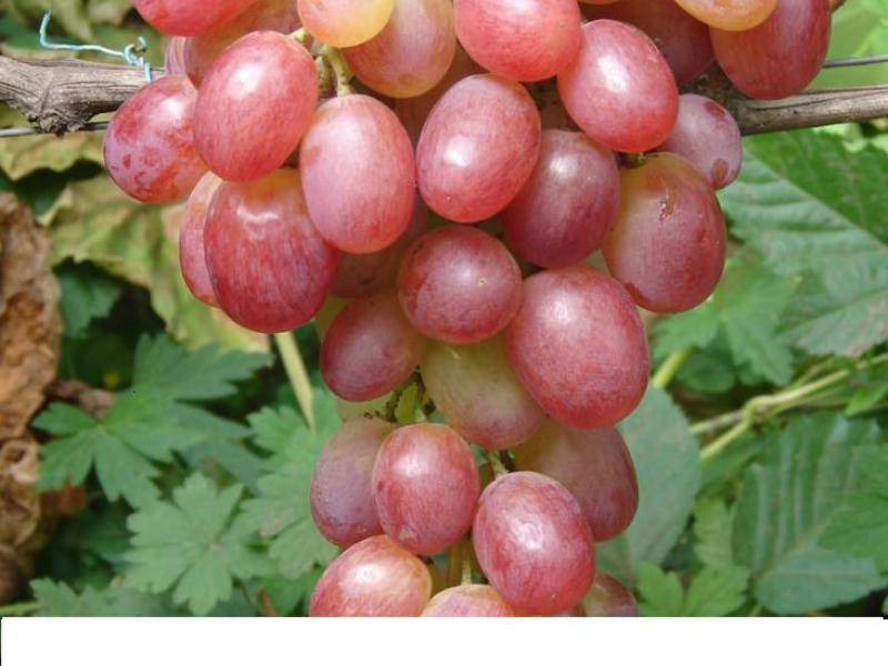 Виноград виктория: описание сорта, фото и отзывы
